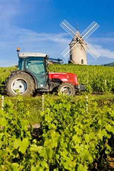 vineyards with windmill and tractor near Ch�nas, Beaujolais, Burgundy, France
