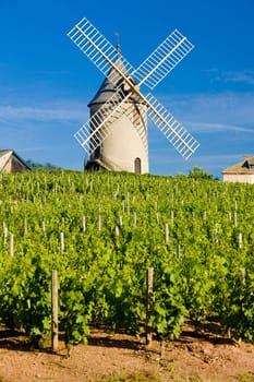 vineyards with windmill near Ch�nas, Beaujolais, Burgundy, France