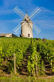 vineyards with windmill near Ch�nas, Beaujolais, Burgundy, France
