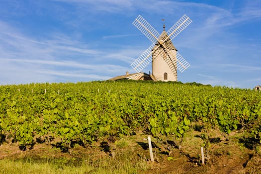 vineyards with windmill near Ch�nas, Beaujolais, Burgundy, France
