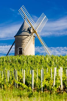 vineyards with windmill near Ch�nas, Beaujolais, Burgundy, France