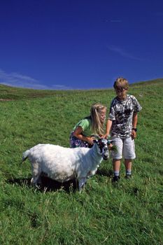 Children with sheep in Scotland. Kinder mit Schaf, Skye, Schottland, 7 Jahre, 7 years