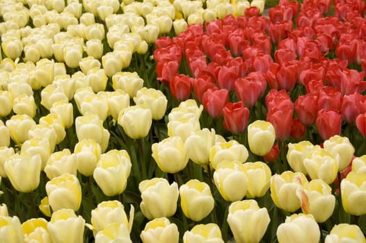 background of white and red tulips