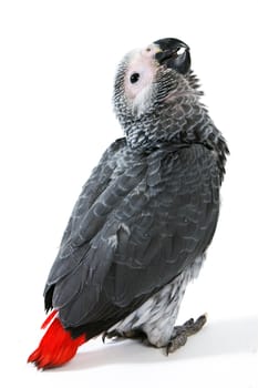 red tale parrot isolated on white