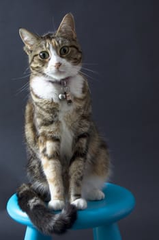 domestic cyper cat sitting on a blue chair