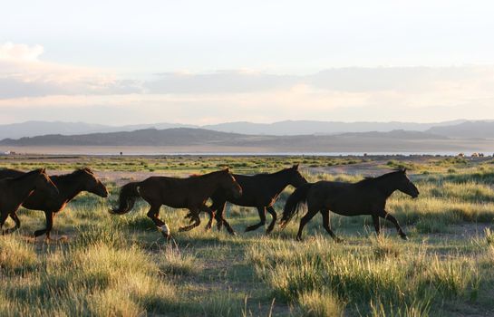 wild horses running through the mongolia prairie