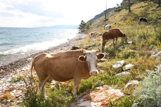 Cows on the coast of Baikal lake 1