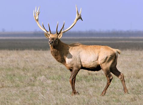 whitetail deer on a meadow. Ascania-Nova. Ukraine