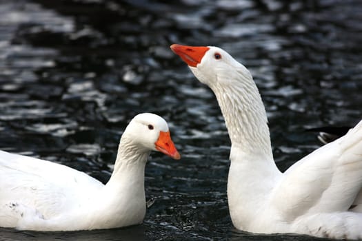 Two white geese next together in a lake