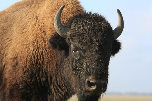 Close-up buffalo. Askania-Nova. Ukraine