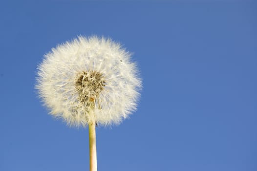 Dandelion against a blue sky