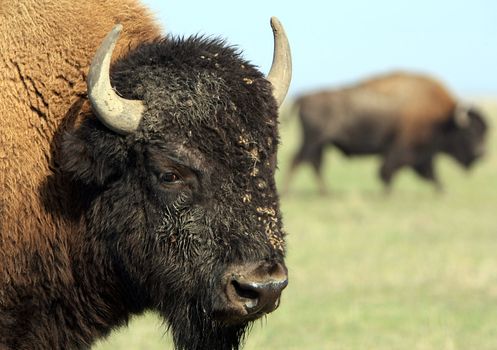 Close-up buffalo. Askania-Nova. Ukraine