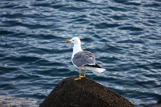 Gull standing on a Stone in front of the ocean