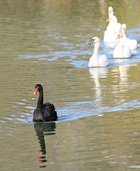 black swan in to the pond. Ascania-Nova. Ukraine