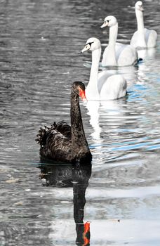 black swan in to the pond. As�ania-Nova. Ukraine
