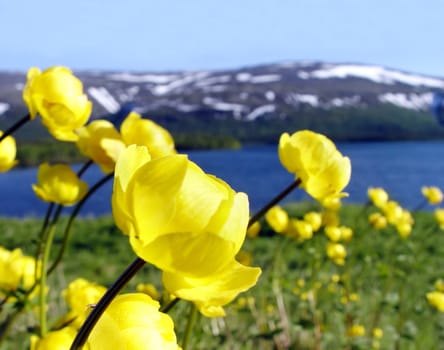 Snow mountains  forming the background for a  yellow flowers         