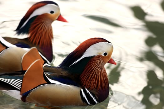 Two colorful mandarin ducks swimming close together in a lake