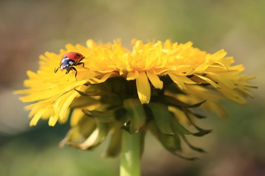 Colorful ladybug crawling on a yellow dandelion