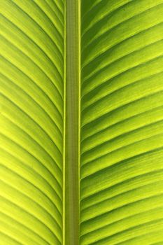 Green leave. Palm with back light. Palme, Blattdetail
