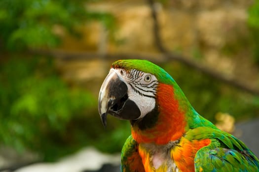 Portrait of a parrot