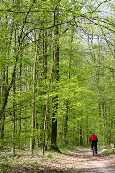 Road in summer forest