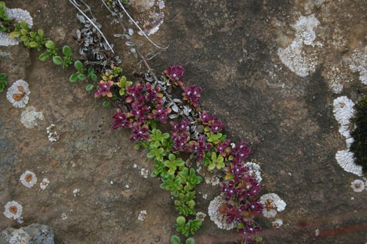 flowers growing on a rock on an Icelandic mountain top.