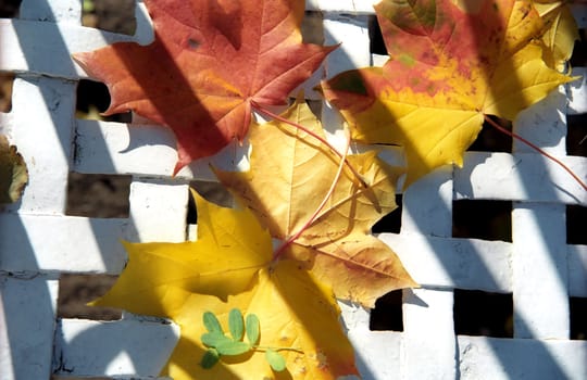 Maple autumn leaves on white network as background