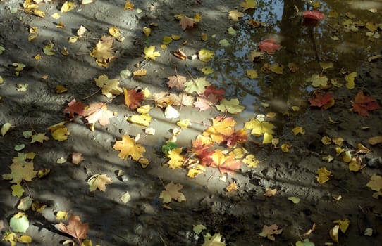 Maple autumn leaves in mud as background