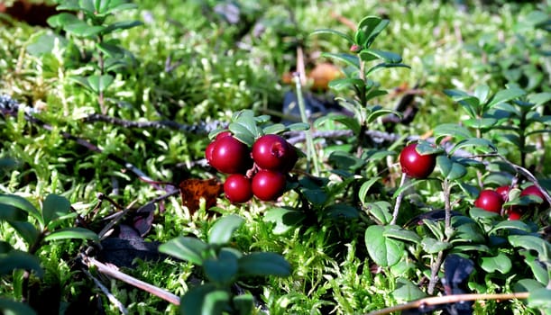 Bilberry close up in the forest