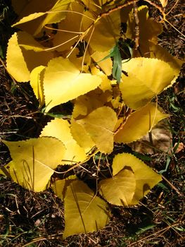 Yellow leaves of a silvery poplar on the earth