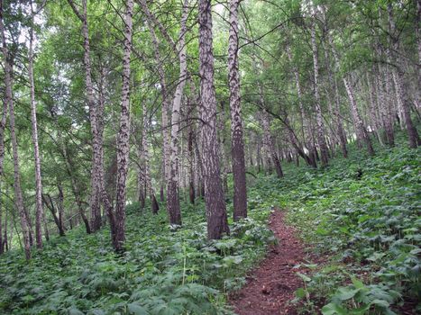 Track in a birchwood on a mountain slope