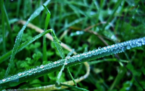 morning dew on the grass