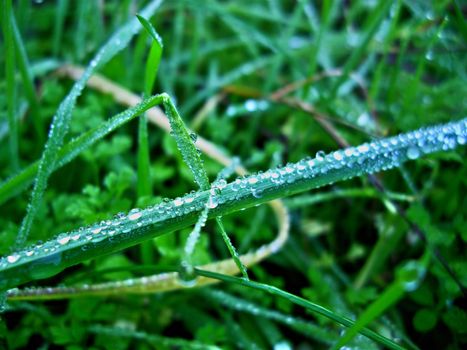 Dew on the grass