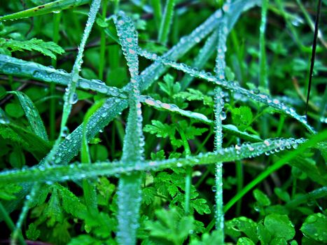 dew on the grass