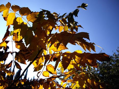 yellow leave on the tree branch