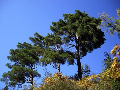 fall time landscape