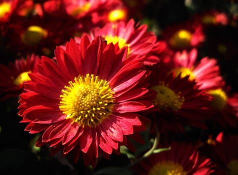 autumn flowers