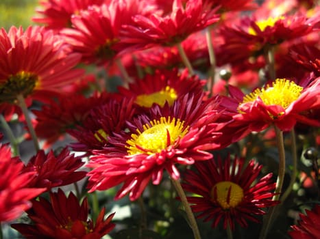 autumn flowers