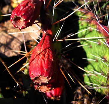 the berries of Cactus