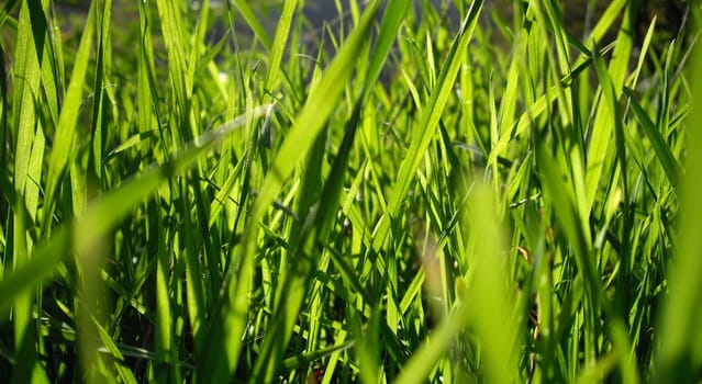 green grass macro