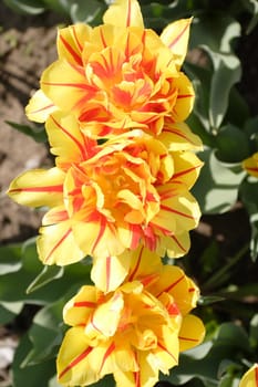 three tulips in a row