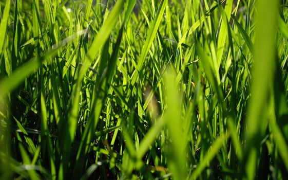 green grass macro