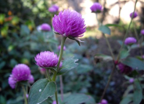 fall flowers