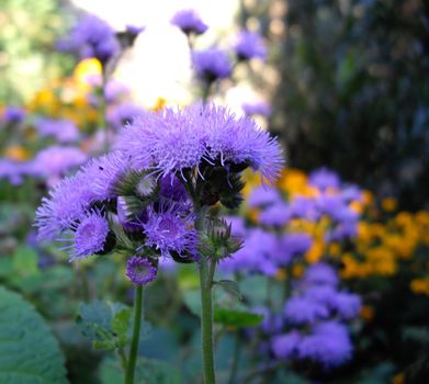 fall flowers