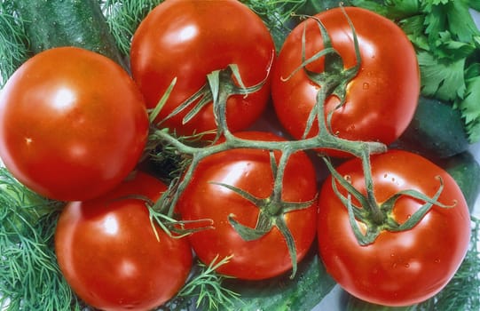 Tomato branch close up