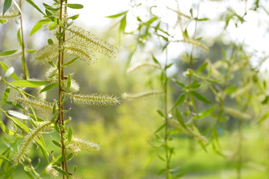 Hanging down branches of a birch on a green background