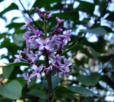 the lilac flowers