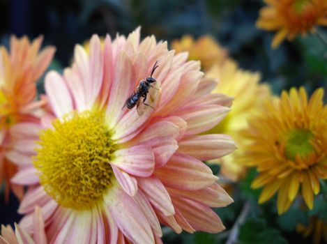 autumn flower