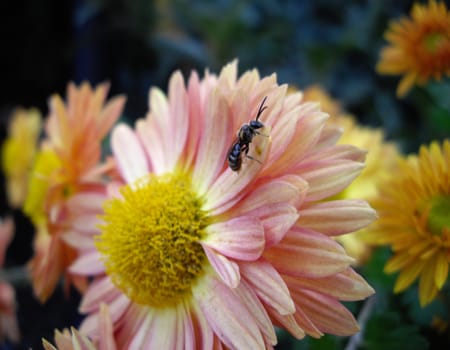 autumn flowers