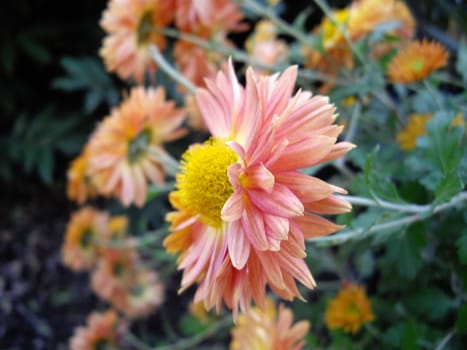 Autumn flowers